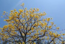 ¿Hasta cuando seguirá el calor en Tucumán?