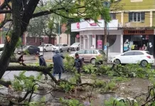 Temporal en Tucumán: árboles caídos y cortes de luz