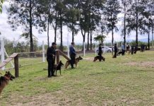 La Policía sigue capacitándose en adiestramiento canino