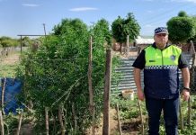 Buscaban pruebas por el robo de una moto y encontraron plantas de marihuana