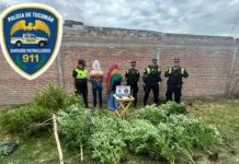 Acudieron a una vivienda por un conflicto familiar y hallaron 40 plantas de marihuana