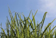 Finaliza la zafra Tucumana, con récords históricos