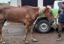 Importantes procedimientos de la Dirección General de Delitos Rurales y Ambientales