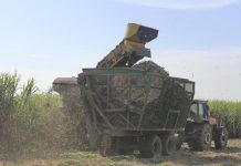 Finalizó la zafra azucarera 2025 en Argentina