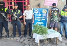 Hallan plantines de marihuana durante durante una investigación por hurto