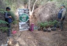 Hallan más de 30 plantas de cannabis sativa