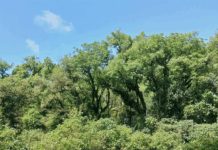 Fortalecen el cuidado de más de 200 mil hectáreas de bosques