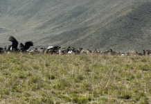 Video: una familia filmó a 90 cóndores juntos en un impresionante avistamiento en Mendoza