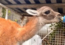 Santa Cruz: rescataron a una cría de guanaco que era ofrecida en un grupo de compra y venta por redes sociales