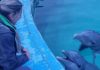 Trasladaron a diez delfines del ex Aquarium de Mar del Plata hasta una playa de Egipto: cómo fue el operativo