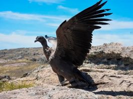 Rescataron en Córdoba a un ejemplar de cóndor andino