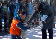 Inesperada escena en los Juegos Olímpicos de invierno: el momento en el que un perro lobo invadió la pista