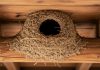 Qué significa que aparezca un nido de barro de hornero en casa