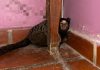 Rescataron al “Punch cordobés”: un mono tití estaba fuera de su hábitat y lo encontraron en una casa
