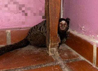 Rescataron al “Punch cordobés”: un mono tití estaba fuera de su hábitat y lo encontraron en una casa