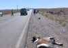 Turistas chilenos atropellaron y mataron a un caballo en una ruta de Neuquén: escaparon y no se sabe nada de ellos