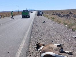 Turistas chilenos atropellaron y mataron a un caballo en una ruta de Neuquén: escaparon y no se sabe nada de ellos