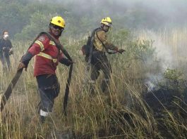 Incendios en Mar del Plata: hay más de 200 hectáreas consumidas por las llamas