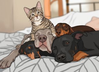 Día del Animal en Argentina: ¿por qué se celebra el 29 de abril?