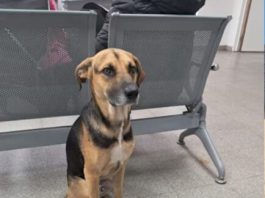 La historia de Arturo, el perro que esperó 25 días en el hospital a su dueño que había muerto