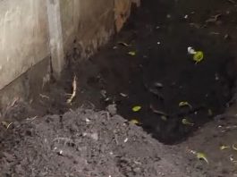 Un niño de 12 años encontró el cuerpo de su madre enterrado en la casa: investigan a la pareja de la mujer