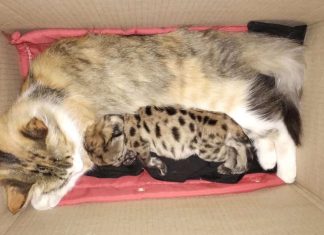 Una gata adoptó al cachorro de puma sobreviviente tras el atropello de su madre en el Parque Nahuel Huapi