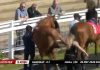 La espeluznante patada de un caballo a una mujer antes de una carrera en un hipódromo: “Accidente desafortunado”