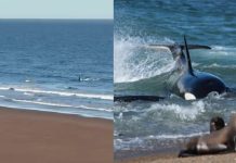 Pánico en Río Negro: una orca confundió a un kayakista con un lobo marino y lo persiguió hasta la orilla