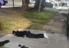 Querían cometer una entradera, se tirotearon con la Policía y chocaron contra un poste de luz: cuatro detenidos