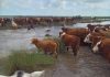 Santa Fe declaró la emergencia agropecuaria por las severas inundaciones que afectaron más de 1 millón de hectáreas