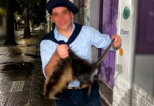 Cómo sigue la investigación contra los dos jóvenes que mataron a patadas a una nutria en Bahía Blanca