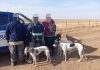Córdoba: detuvieron a 15 cazadores furtivos con decenas de perros galgos en cuatro operativos en zonas rurales