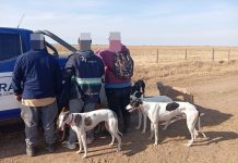 Córdoba: detuvieron a 15 cazadores furtivos con decenas de perros galgos en cuatro operativos en zonas rurales