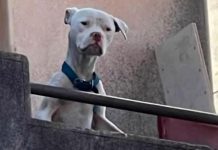Desnutrido y abandonado: así rescataron a un dogo argentino que Claudio Barrelier tenía en la casa donde habría asesinado a Agostina Vega