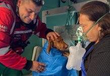 Incendio en un edificio de Colegiales: cinco personas fueron asistidas y oxigenaron a dos perros