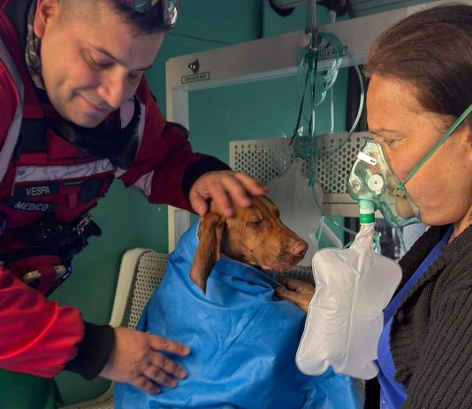 Incendio en un edificio de Colegiales: cinco personas fueron asistidas y oxigenaron a dos perros
