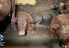Las iniciativas para frenar la exportación de ganado en pie: maltrato animal, riesgo ambiental y daños costeros
