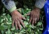 Por la crisis en Bolivia, subió el precio de la hoja de coca: las reacciones en Salta y Jujuy