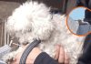 Rescataron a un caniche abandonado en la terraza de una casa en Rosario y buscan una familia que lo adopte