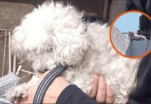 Rescataron a un caniche abandonado en la terraza de una casa en Rosario y buscan una familia que lo adopte