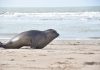 Una cría de elefante marino rescatada al nacer regresó al mar: siete meses de rehabilitación y el costo de la imprudencia humana