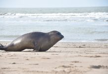 Una cría de elefante marino rescatada al nacer regresó al mar: siete meses de rehabilitación y el costo de la imprudencia humana