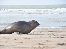Una cría de elefante marino rescatada al nacer regresó al mar: siete meses de rehabilitación y el costo de la imprudencia humana