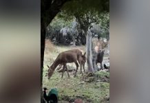 Una familia filmó a ciervos caminando junto a su casa en un hecho inusual en la zona urbana de Bariloche