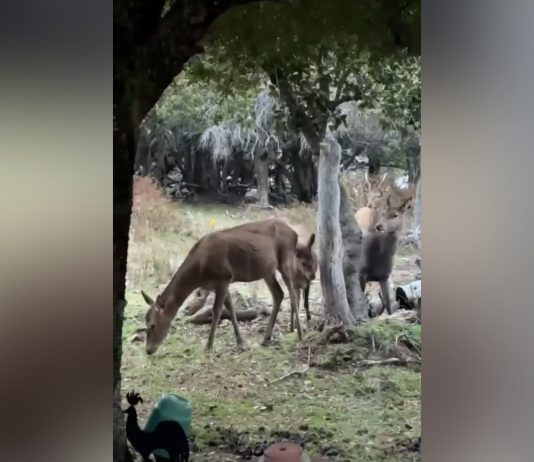 Una familia filmó a ciervos caminando junto a su casa en un hecho inusual en la zona urbana de Bariloche