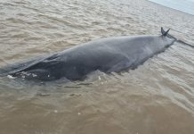 Desplegaron un operativo en San Isidro para rescatar a una ballena que quedó encallada en el Río de la Plata