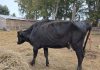 Las 27 vacas desnutridas y enfermas que fueron rescatadas de un camión jaula antes de ser faeneadas