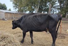 Las 27 vacas desnutridas y enfermas que fueron rescatadas de un camión jaula antes de ser faeneadas