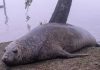 Sorpresa en Escobar por la aparición de un elefante marino