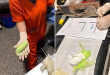 Un llamado anónimo frustró una maniobra para ingresar cocaína a Chaco: hay una embarazada detenida